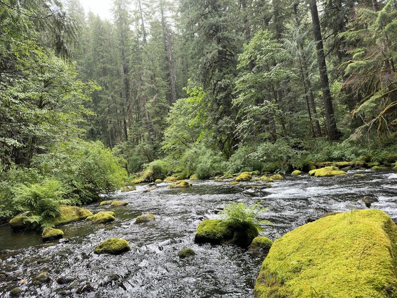 Wildlife and Forest Life Along the River