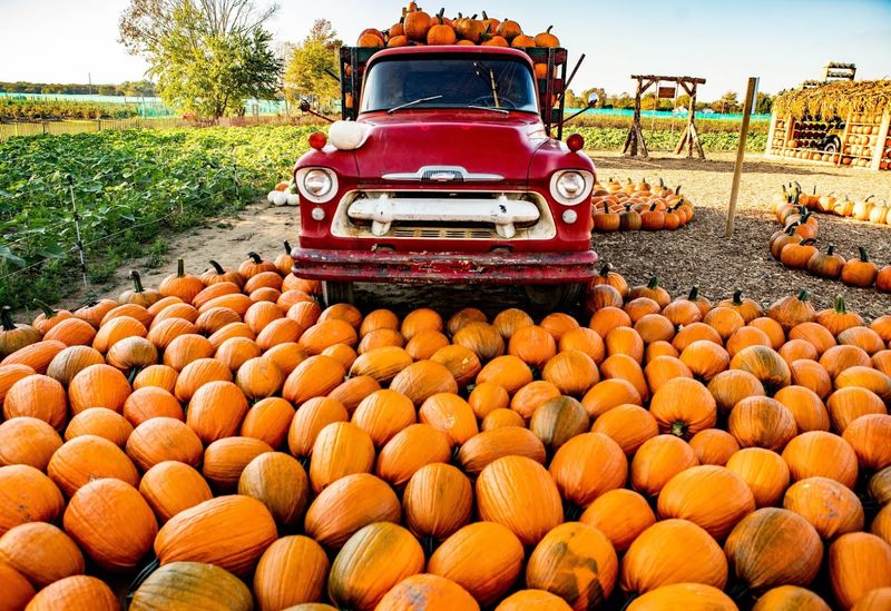 Pumpkinville: The Fall Photo Spot That Stops You Mid-Step