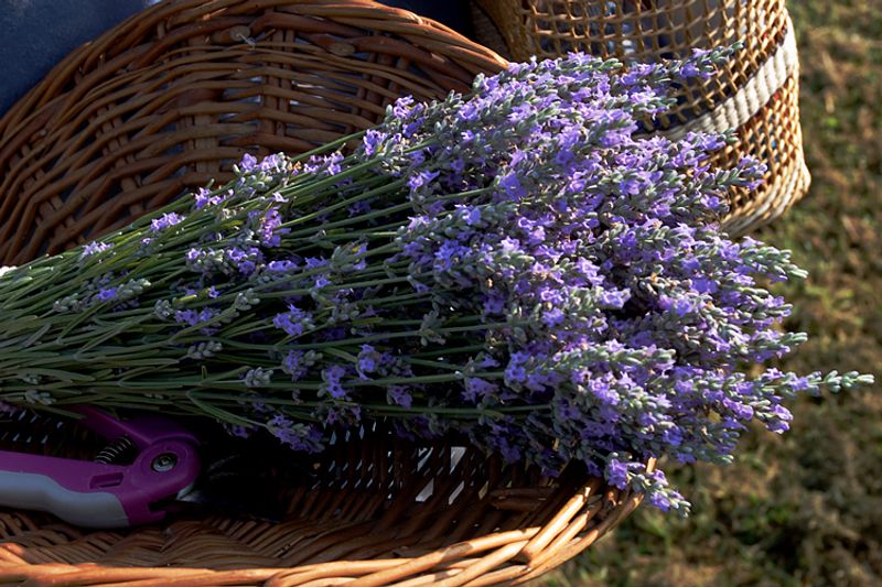 Cut Your Own Lavender and Take the Scent Home