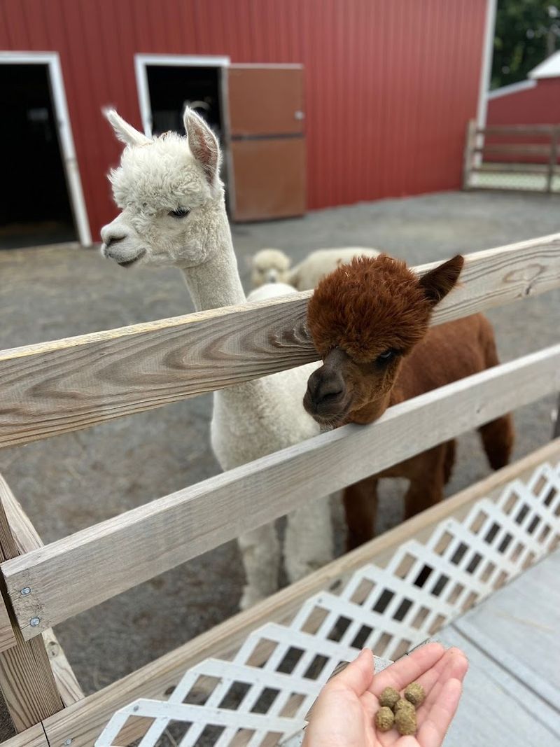 Meeting the Alpacas Up Close