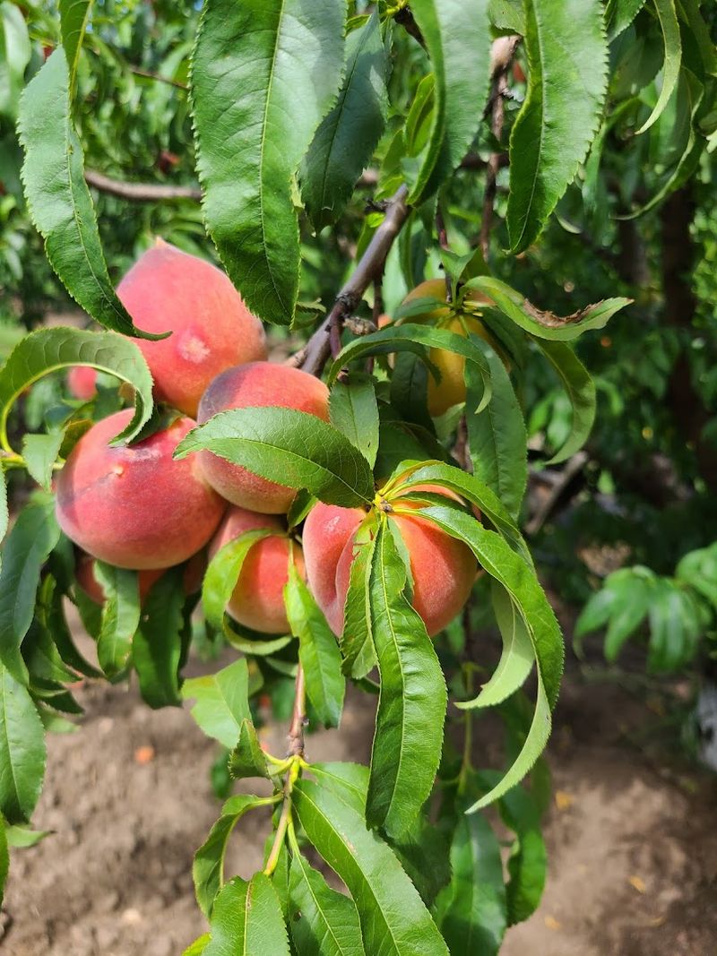 Over 30 Varieties of Fresh Peaches