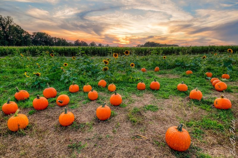 Pumpkin Picking That Turns Fall Into a Full-On Event