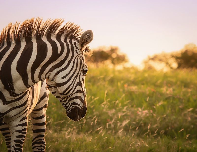 Wildlife That Roams Freely: The Ranch Is Not a Zoo