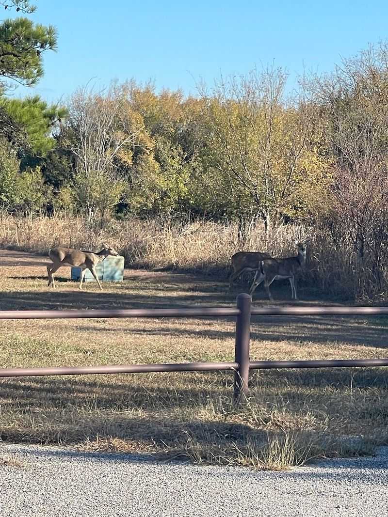 Wildlife That Appears When the Water Retreats