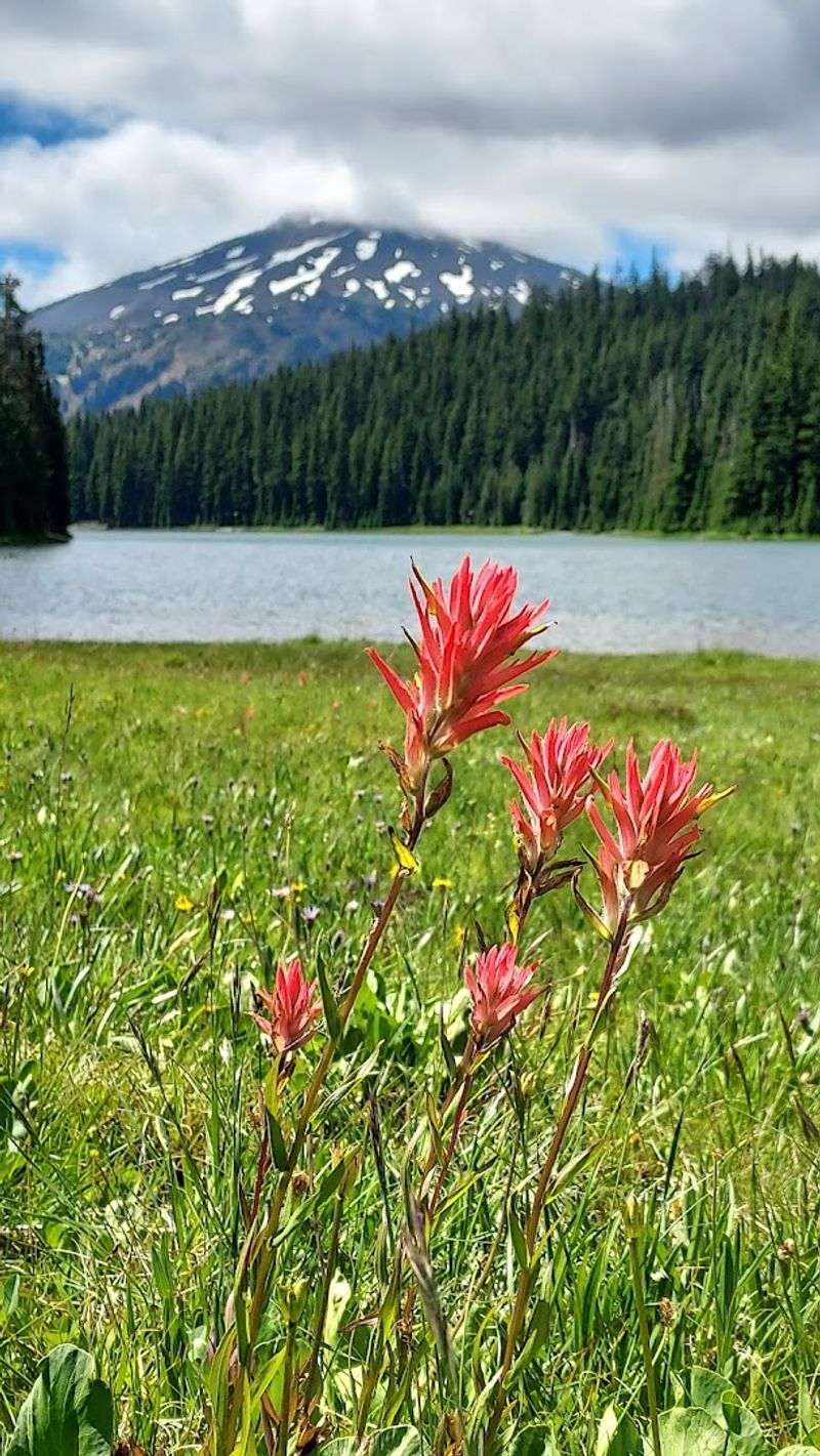 Wildflowers That Make the Meadows Explode With Color