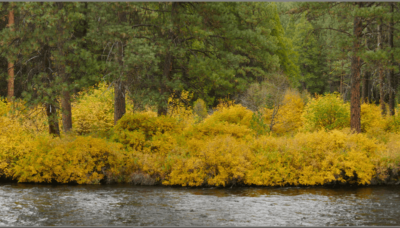 Fall at the Headwaters: A Season That Earns Five Stars