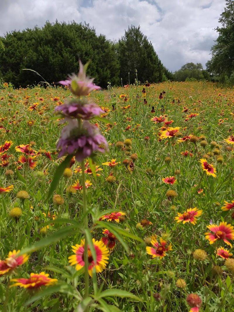 Native Plant Gardens With Over 900 Species