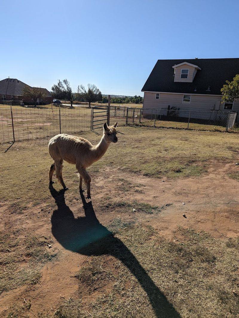 Alpaca Fleece And What You Learn About It