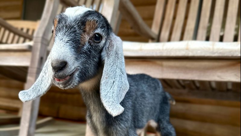 Fresh Goat Milk That Tastes Nothing Like You Expect