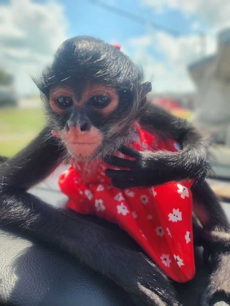 Monkeys With Personality and Zero Personal Space Boundaries