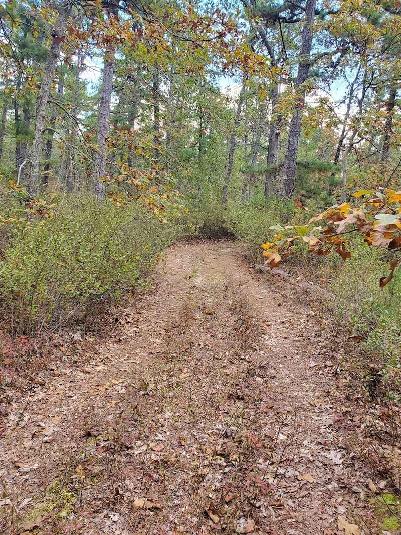 The Batona Trail: 53 Miles of Glorious Silence