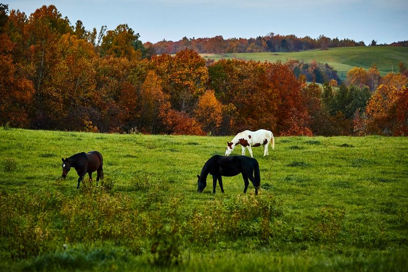 Outdoor Adventures from Horseback Riding to Mountain Biking