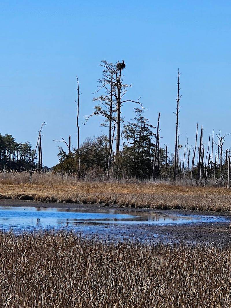 Wildlife Watching: Bald Eagles, Ospreys, and More