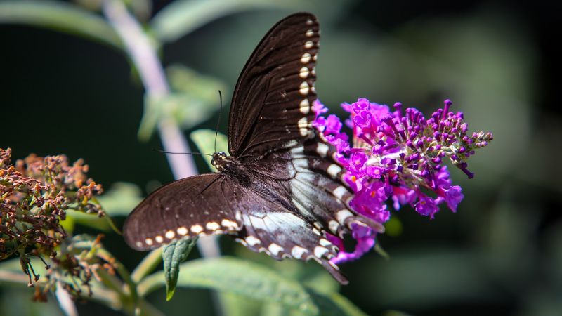 A Butterfly Garden That Earns Its Name