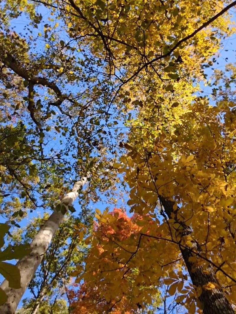 A Treehouse Experience That Transforms How You See the Forest