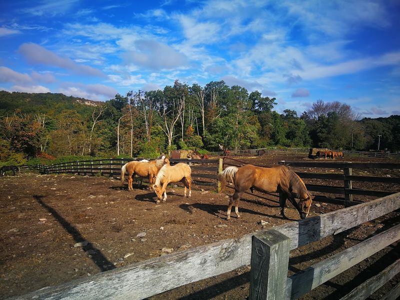 A Western-Style Barbecue Worth the Drive Alone