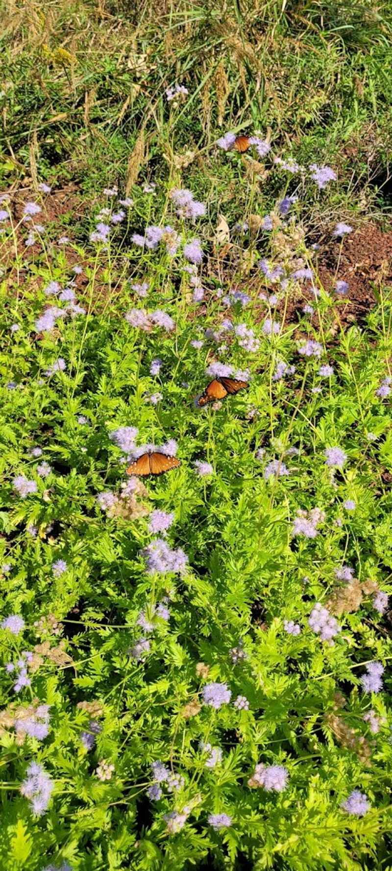 Butterfly and Wildlife Watching Opportunities