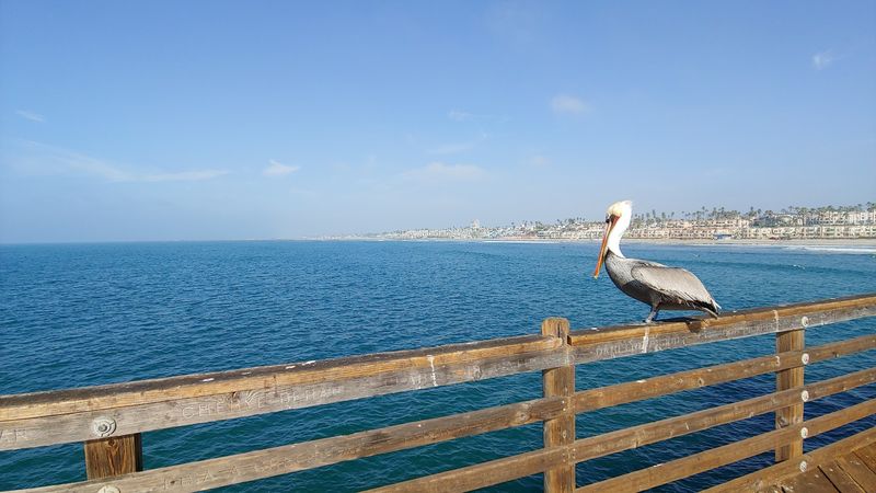 Why This Pier Became Such A Big Part Of Ocean Beach
