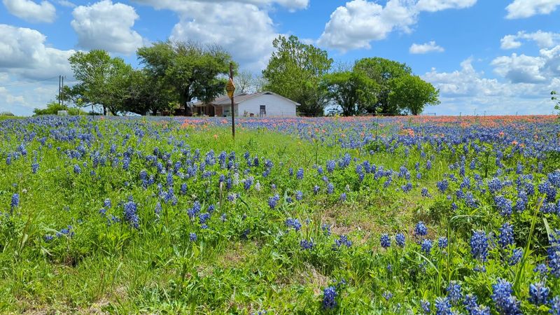 The 40-Mile Bluebonnet Driving Trails
