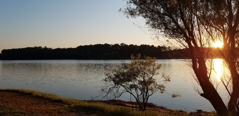 Angelina National Forest: The Bigger Picture Behind the Magic