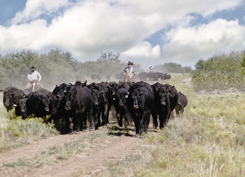 Ranch Rodeo and Pioneer Day: The Heartbeat of the Community
