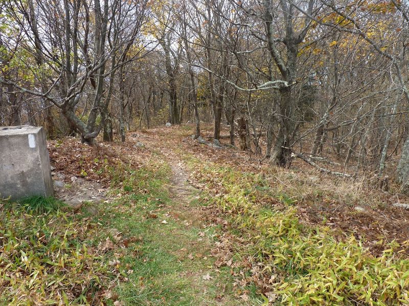 The Pine Forest Atmosphere Along the Way