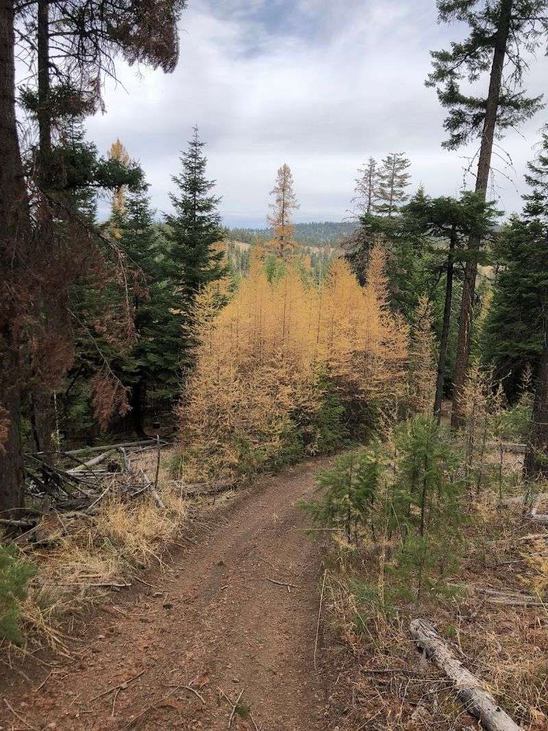 Wildlife Sightings Make Every Ride Unpredictable in the Best Way