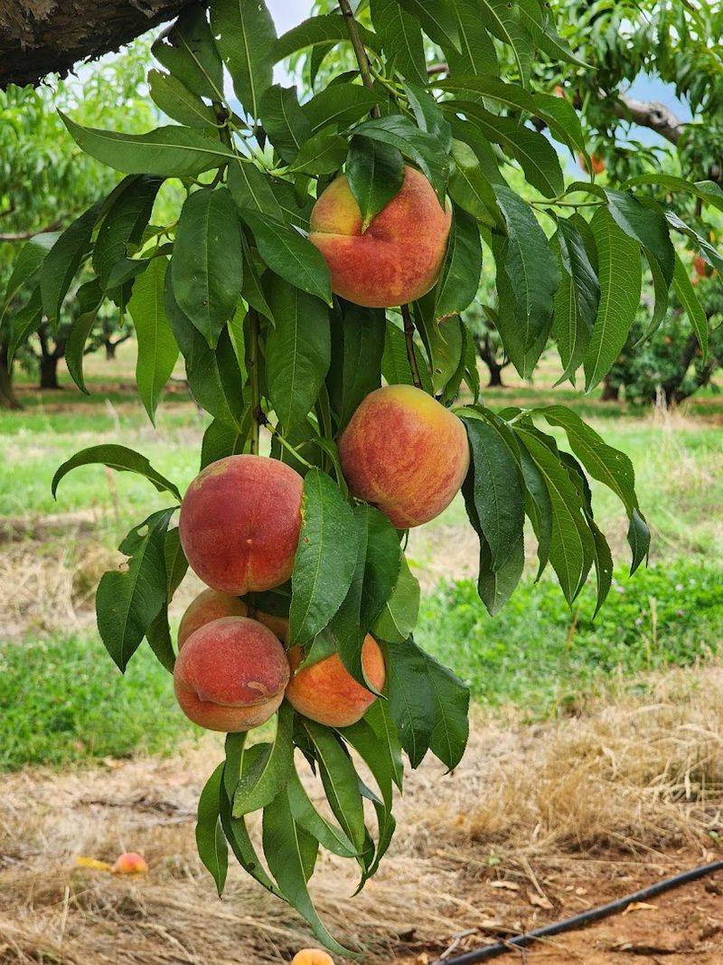 Peak Peach Season and Why Timing Is Everything