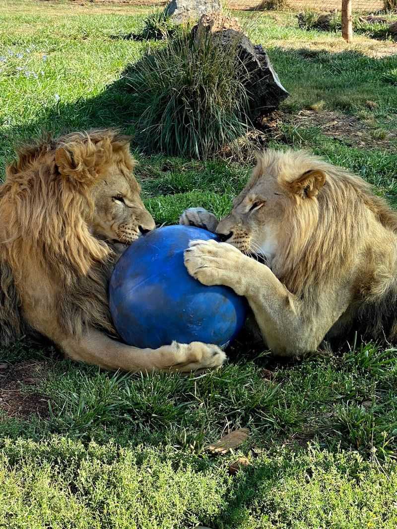 A Wild Cat Park Unlike Anything Else in Oregon