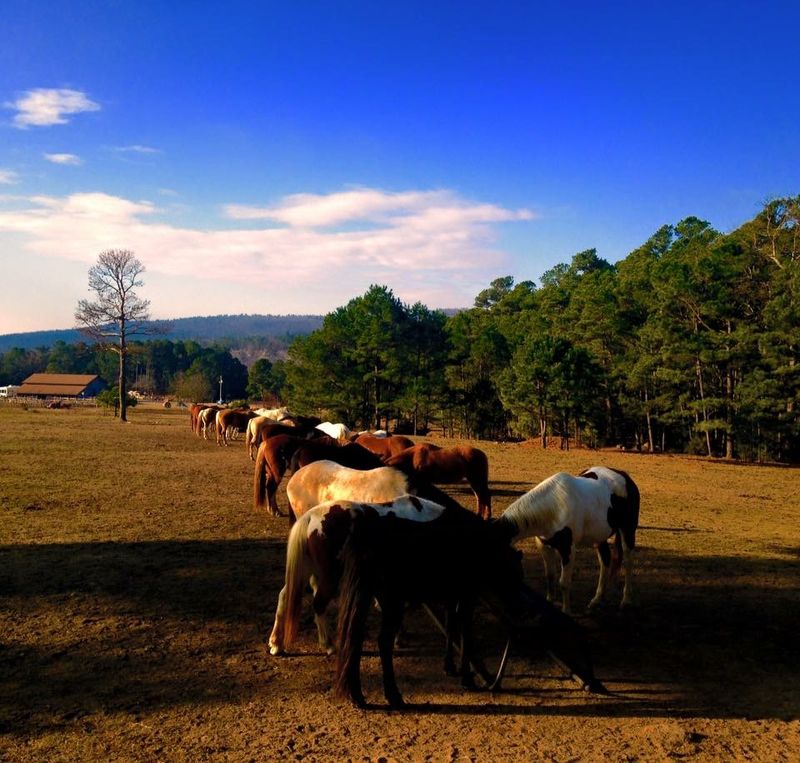 The Farm Life Surrounding the Stable
