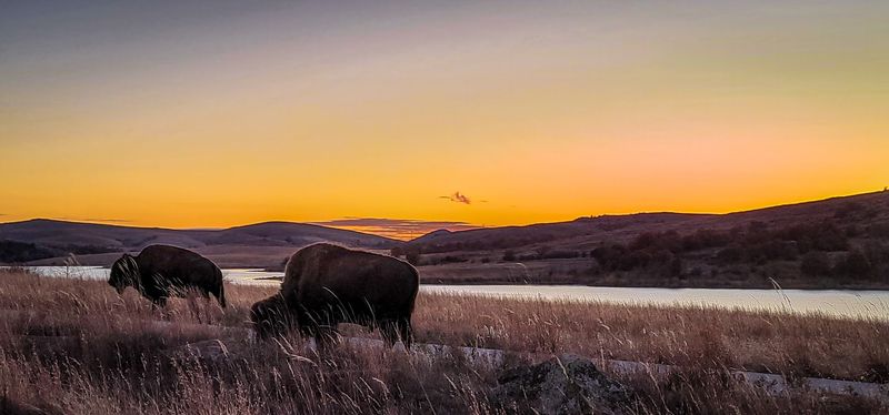 Wildlife Roams Freely in the Valley Below
