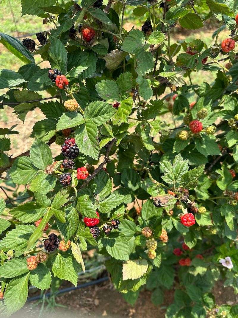 Strawberries and Blackberries in Season