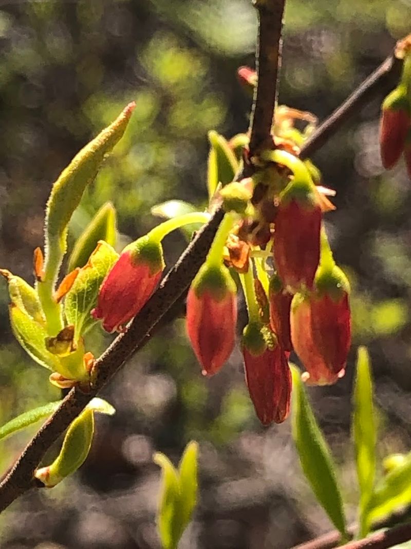 Carnivorous Plants That Actually Live Here