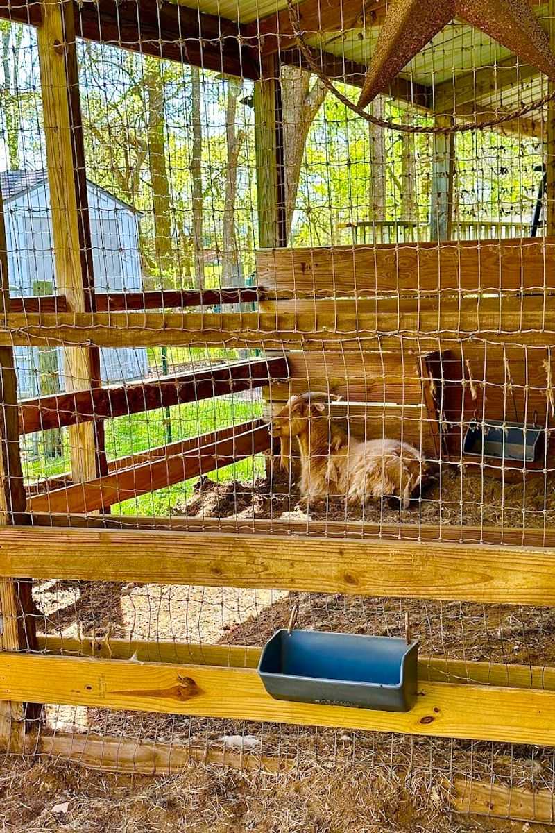 Meet the Miniature Goats and Say Hello to the Farm Animals