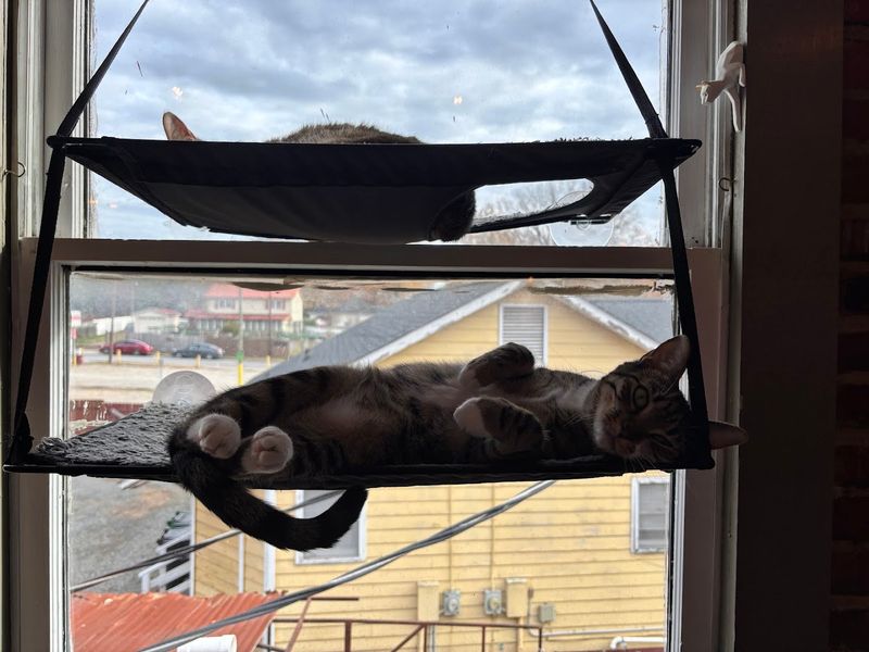The North Carolina Cat Cafe That Turns A Quick Stop Into A Highlight