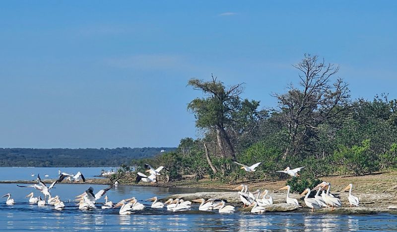 Wildlife and the Marshy Shoreline Habitat
