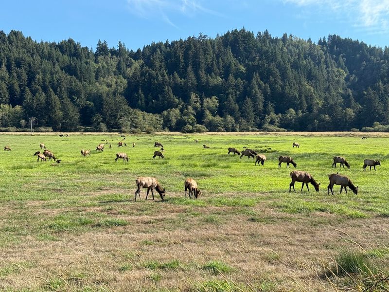 A Year-Round Viewing Experience Unlike Any Other