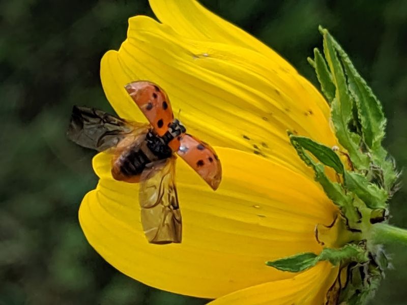 Butterflies, Blooms, and Over 50 Species of Natural Wonder