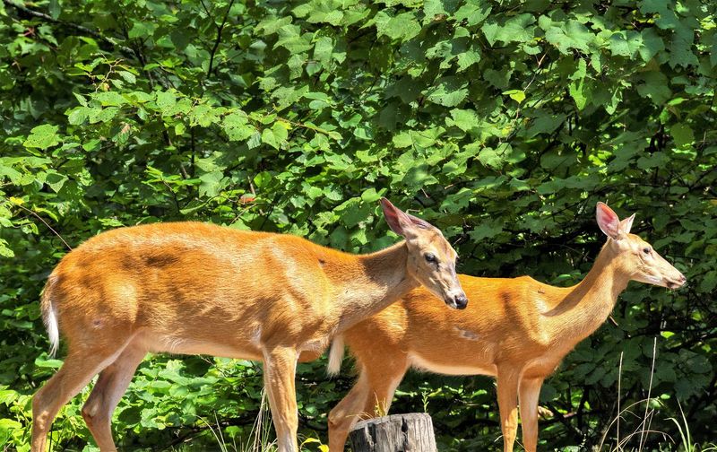 Wildlife Encounters That Make Every Hike Memorable