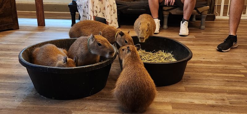 The Connection To Animal Rescue Work Behind The Scenes