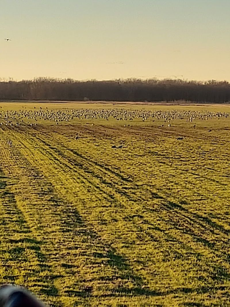 You Can Watch From Your Car Window On the Surrounding Country Roads