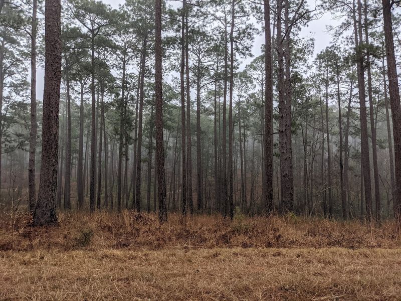 The Longleaf Pine Forest Experience