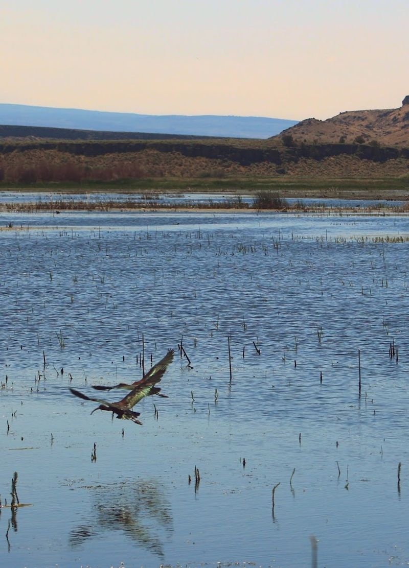 Over 320 Bird Species That Visit or Live Here