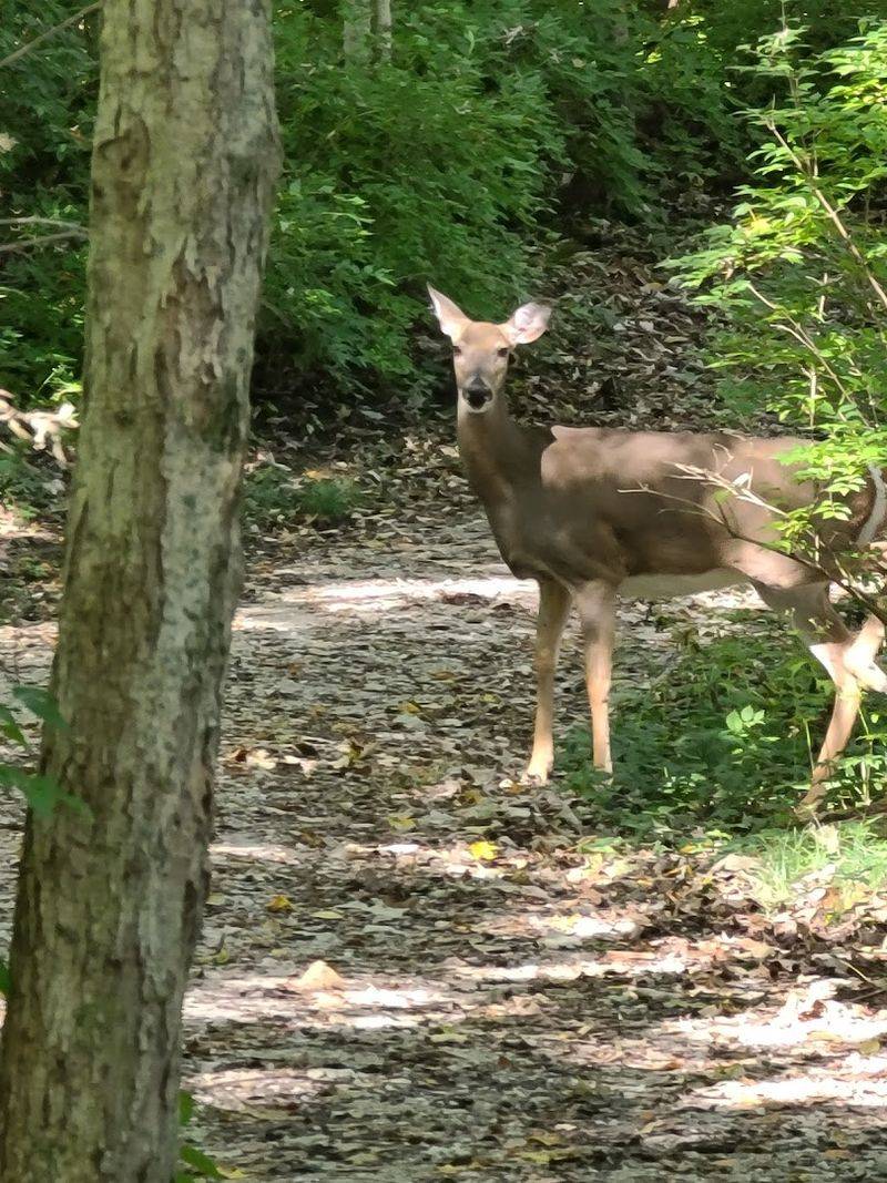 Wildlife Watching Around Every Corner