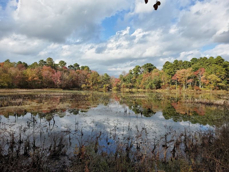 The Pine Barrens Ecosystem Hidden in Plain Sight