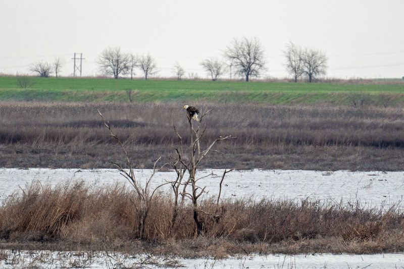 The Wetland Landscape Feels Like a Different Planet