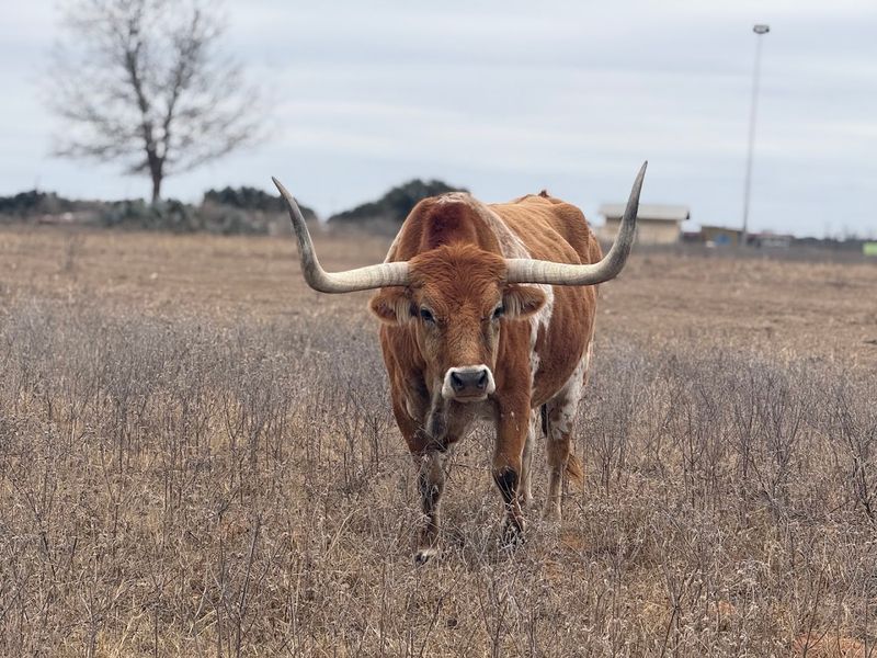 Longhorns Roaming the Pastures Like They Own the Place
