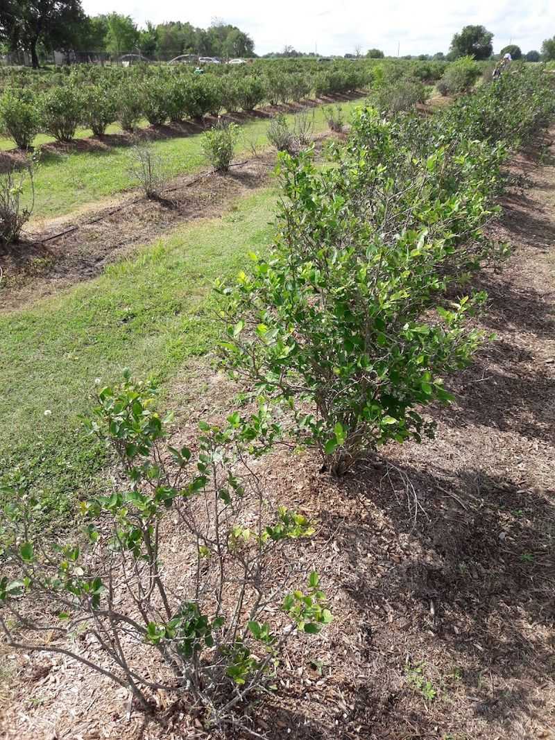 Farm Stand Extras Worth Slowing Down For