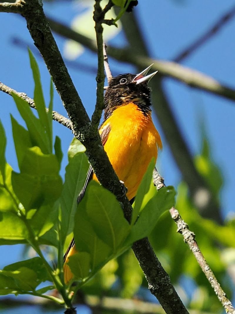 Birdwatching at One of New Jersey's Most Important Bird Areas