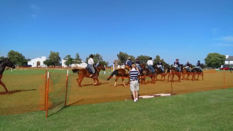 Cavalry Legacy and the Horses Who Served